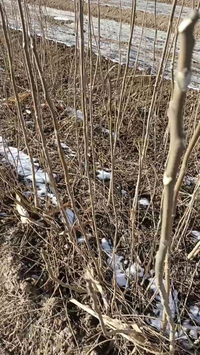 出售臭椿苗，巨峰葡萄苗。药用连翘苗，科研五号优质种苗，2/5年苗，药用连翘树，挂果树，全国包邮到家！财富密码18534302961