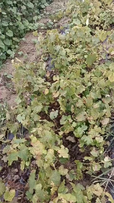 出售巨峰葡萄苗。药用连翘苗，科研五号优质种苗，2/5年苗，药用连翘树，挂果树，全国包邮到家！财富密码18534302961