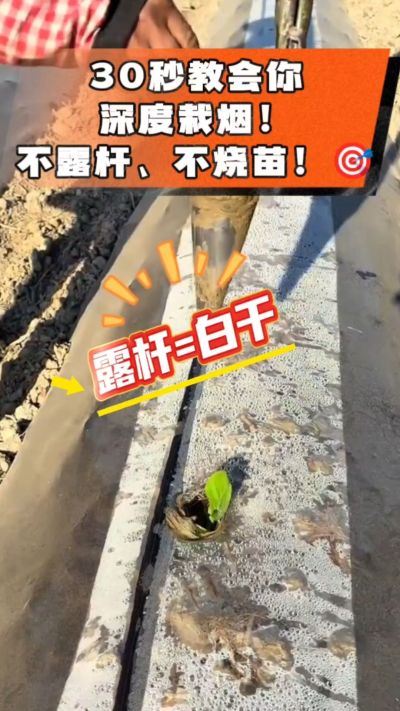这个栽法太关键了！深栽是烤烟成活的根本，亲测有效！
