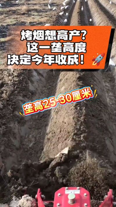 想让烤烟高产，就得从细节抓起。分享一点实打实的干货，只为帮大家少走弯路，种出好烟叶！🌱👍