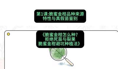 第1节：脆蜜金柑品种来源、特性与真假苗鉴别，课程：《脆蜜金柑怎么种？拒绝死苗与裂果，脆蜜金柑8步避坑种植法》#识农AI