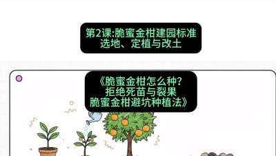 第2节：脆蜜金柑建园标准：选地、定植与改土，课程：《脆蜜金柑怎么种？拒绝死苗与裂果，脆蜜金柑8步避坑种植法》#识农AI