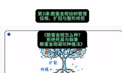 第3节：脆蜜金柑幼树管理：促根、扩冠与整形修剪，课程：《脆蜜金柑怎么种？拒绝死苗与裂果，脆蜜金柑8步避坑种植法》#识农AI