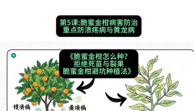 第5节：脆蜜金柑病害防治：重点防溃疡病与黄龙病，课程：《脆蜜金柑怎么种？拒绝死苗与裂果，脆蜜金柑8步避坑种植法》#识农AI