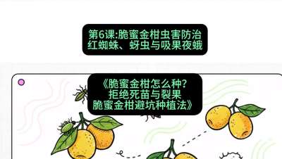 第6节：脆蜜金柑虫害防治：红蜘蛛、蚜虫与吸果夜蛾，课程：《脆蜜金柑怎么种？拒绝死苗与裂果，脆蜜金柑8步避坑种植法》#识农AI