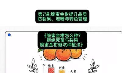 第7节：脆蜜金柑提升品质：防裂果、增糖与转色管理，课程：《脆蜜金柑怎么种？拒绝死苗与裂果，脆蜜金柑8步避坑种植法》#识农AI