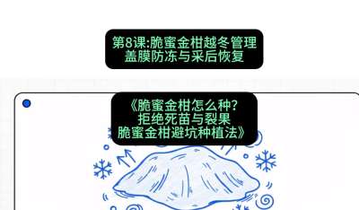 第8节：脆蜜金柑越冬管理：盖膜防冻与采后恢复，课程：《脆蜜金柑怎么种？拒绝死苗与裂果，脆蜜金柑8步避坑种植法》#识农AI