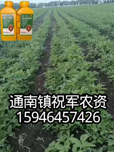 大豆苗前封闭，可封红根苋菜，灰菜，兰花菜，野豆子，捞豆秧等恶性杂草，封杀兼备的高端产品。