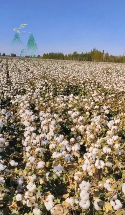 澳棉王霸棉，一定要种哦