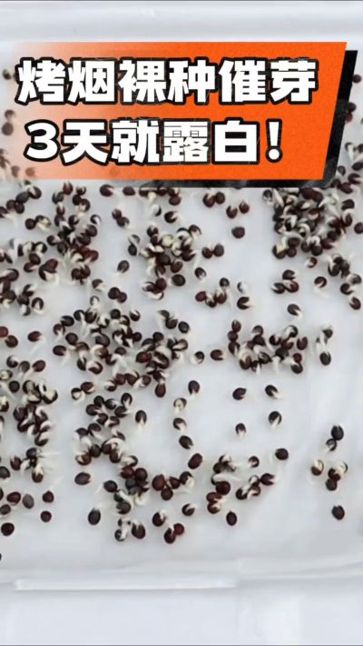 烤烟裸种催芽小技巧，清水浸泡、保温保湿，3天就能露白，出苗快又齐！烟农朋友收藏备用～