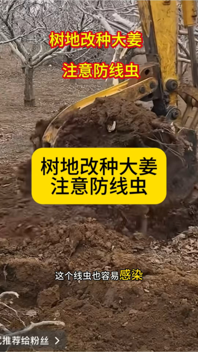 树地改种大姜，注意防线虫！