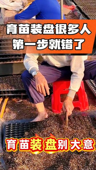 烤烟育苗基质装盘，一步做对，出苗整齐又壮苗！装盘技巧记牢，少走弯路，育苗更省心