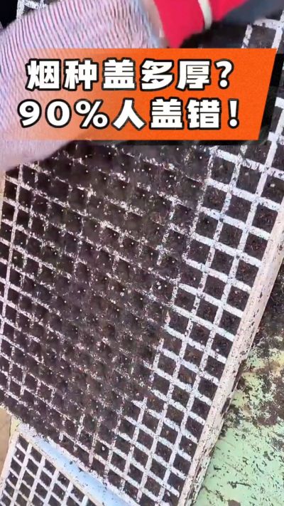 烟种盖多厚？90%烟农都盖错！薄盖才出苗齐、不闷种，烤烟育苗关键一步，照着做就对了