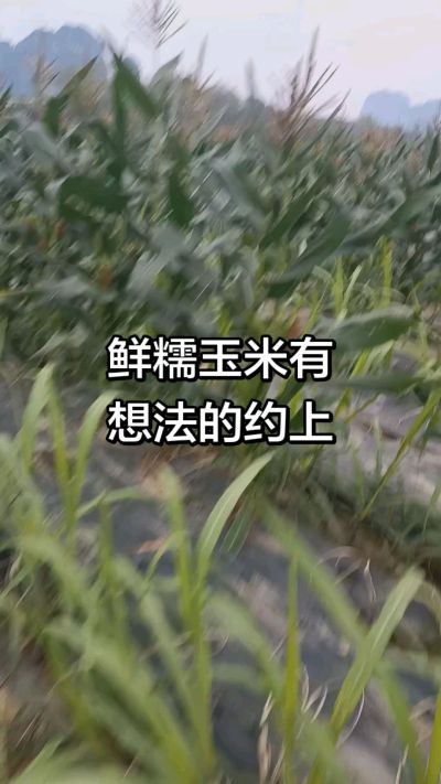 农户种植的白糯玉米大量上市，助农帮农在行动