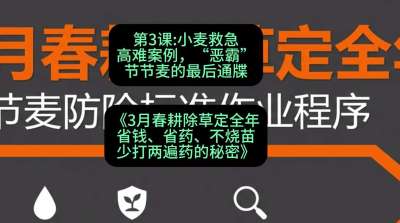 第3节：小麦救急高难案例，&ldquo;恶霸&rdquo;节节麦的最后通牒，课程：《3月春耕除草定全年：省钱、省药、不烧苗、少打两遍药的秘密》