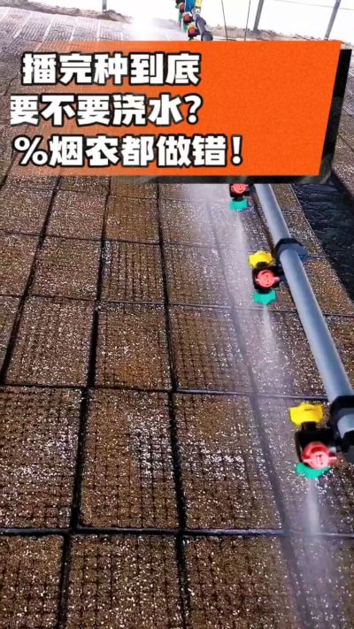烤烟播完种一定要浇透底水，喷雾慢浇、别大水冲，盘底漏水才算到位，出苗又齐又壮！#烤烟育苗 #烤烟种植 #烟农干货 #育苗技术