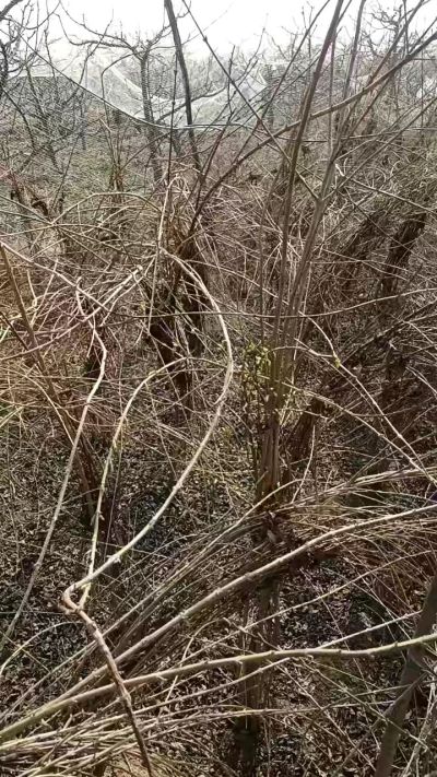 出售药用连翘苗，科研五号优质种苗，2/5年苗，药用连翘树，挂果树，全国包邮到家！财富密码18534302961