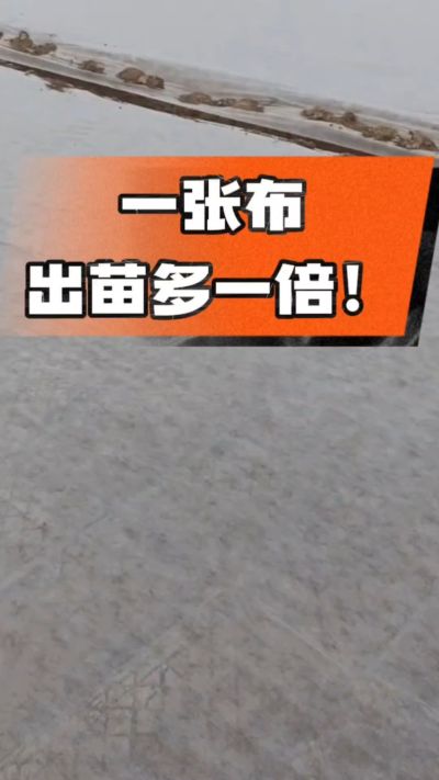 烤烟育苗盖无纺布，保温保湿出苗齐，不烂种、出苗快，烟农必备小技巧！