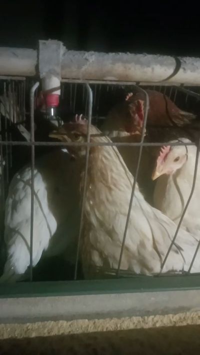 这鸡群在怪叫，怪叫的原因是痰化黏着，形成的比呼噜更重的一种呼吸道。其病因为肺中有热，热灼而痰黏，从而引起的怪叫。