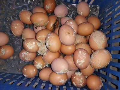 蛋禽出现肠炎拉稀，粪蛋偏多的原因