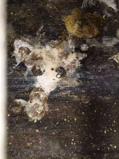 蛋鸡拉白稀的问题