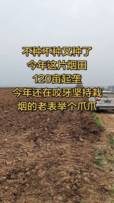 不种不种又种啦，还在咬牙坚持栽烟的老表集合啦！