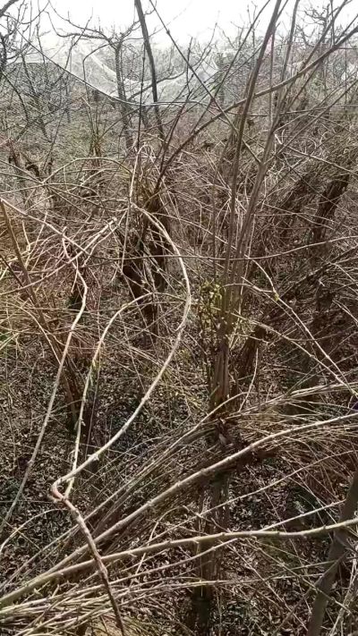 药用连翘苗，科研种苗定制树。挂果树。需要联系18534302961