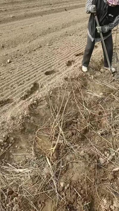 臭椿苗，一年籽播苗，地径0.5/1公分以上。需要联系18534302961