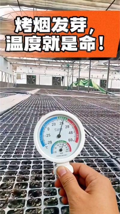老烟农都懂：发芽温度不对，后期再管都白费！