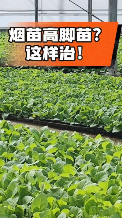 烤烟齐苗期管理关键：精准控温，防高脚苗，培育壮苗好上手！