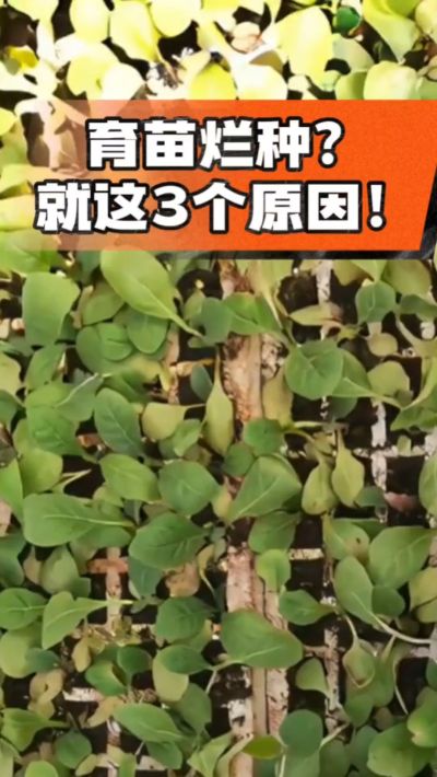 烤烟育苗烂种？3个原因讲清楚！消毒、控水、控温，做到就苗齐苗壮🔥
#烤烟育苗 #烤烟种植 #烂种防治 #烟农