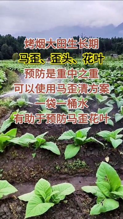 烤烟大田生长期，马歪歪头花叶预防是重中之重，可以使用马歪清方案，一袋一桶水，有助于预防马歪花叶。
烤烟管理早做一步，后期少操心！#烤烟种植#烤烟管理#烤烟大田管理#烤烟病害防治